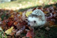Stop met je tuin spic en span maken voor de winter