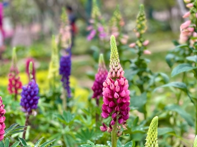 Felle kleuren en lupines domineren de tuin dit voorjaar