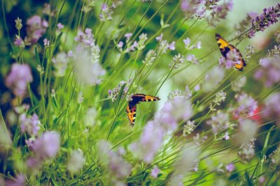 Zo maak je van je tuin een paradijs voor vlinders en bijen